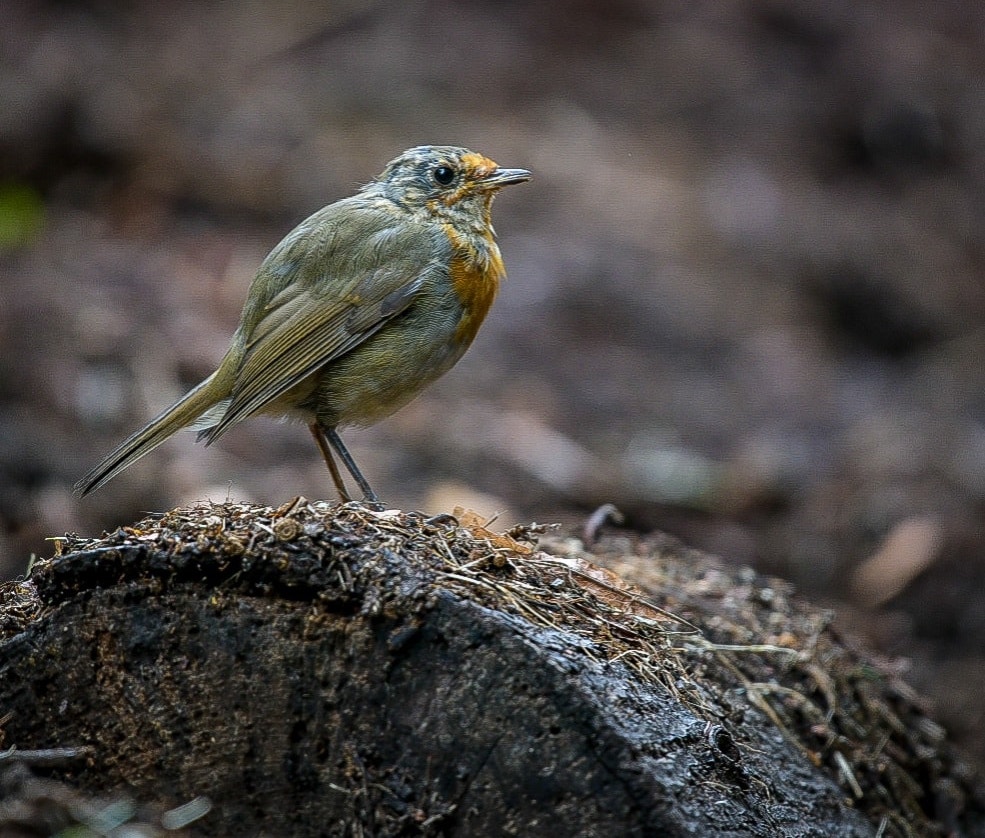 Robin bird on the log